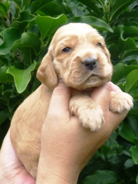 18 - 3.pejsek (žlutá).JPG